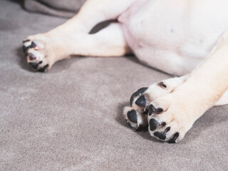 French bulldog puppy is sleeping on a brown sofa. Paws are close up. 