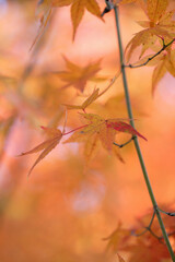 紅葉