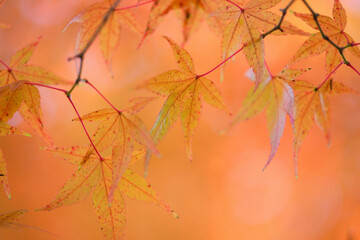紅葉