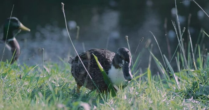 Duck walking with his friend in the grass
