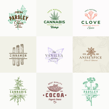 Premium Quality Herbs and Spices Vector Signs or Logo Templates Collection. Hand Drawn Parsley, Cannabis, Cinnamon, Vanilla and Cocoa Beans Sketches with Typography. Food Emblems Bundle.