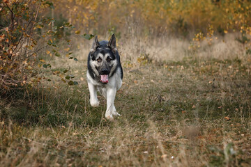 East European Shepherd Dog in autumn forest, field