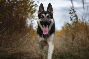 East European Shepherd Dog in autumn forest, field