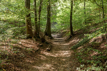 Hiking trail through the thick forest in Saxon Switzerland National Park. Germany