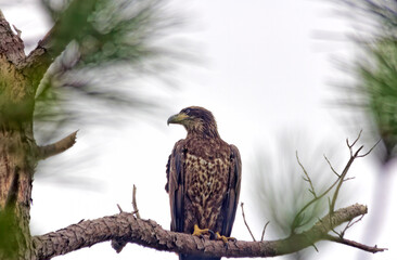 Juvenile Bald Eagle on Branch