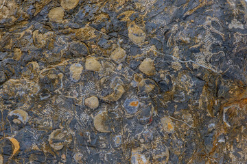 background of Undersea fossils in stone many millions of years ago