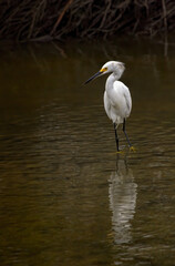 Snowy Egret Reflection