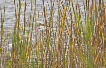 Fototapeta premium Snowy Egret Hiding In Reeds