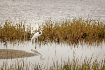 Great Egret in Pond