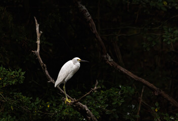 Snowy Egret in Dark Forest