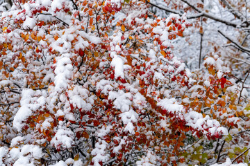 Bright multicolored autumn leaves covered with the first snow. Beauty of nature. Background from autumn leaves.