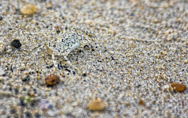 Fototapeta na wymiar Ghost Crab on Sandy Beach