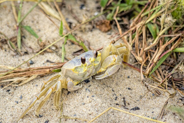 Ghost Crab On The Beach