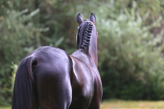 Beautiful chestnut horse posing for cameras on breeders inspection