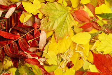 Autumn background from wet fallen multicolored leaves
