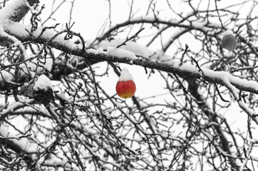 last snow covered apple hanging on tree