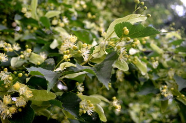 Flowers of blossoming linden tree in summer