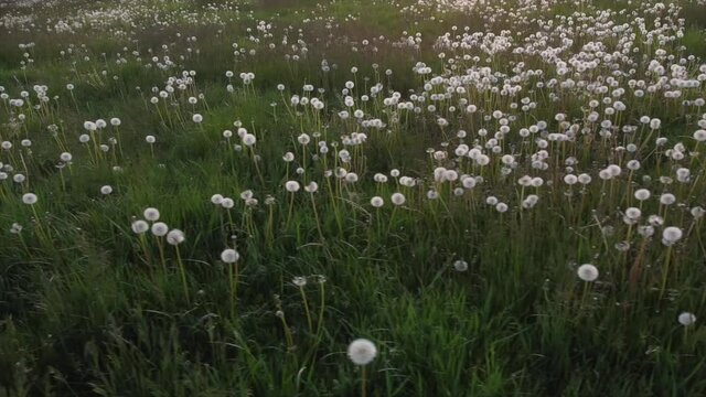 L&ouml;wenzahn, Samenst&auml;nde "Pusteblumen"