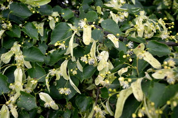 Flowers of blossoming linden tree in summer