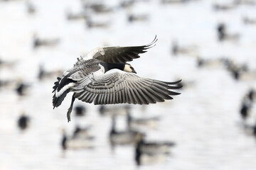 barnacle goose © Risto