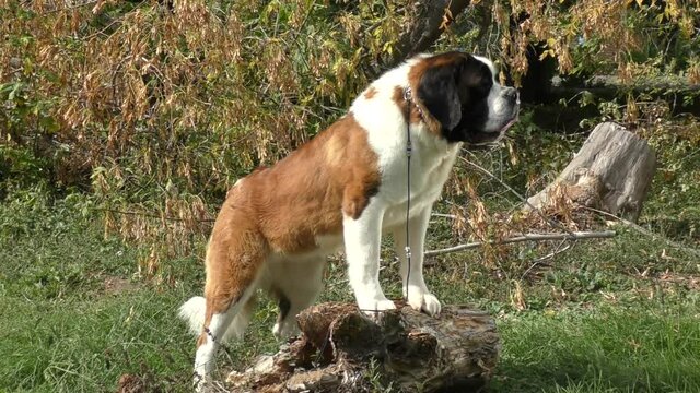 Dog breed St. Bernard on a walk in the autumn park