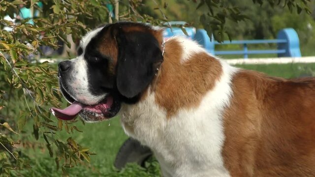 Dog breed St. Bernard on a walk in the autumn park