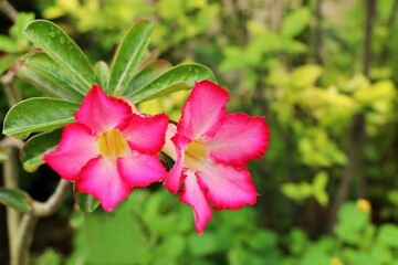 Red adenium flowers. Adenium obesum is a colorful houseplant in temperate regions.