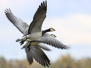 Fototapeta premium barnacle goose