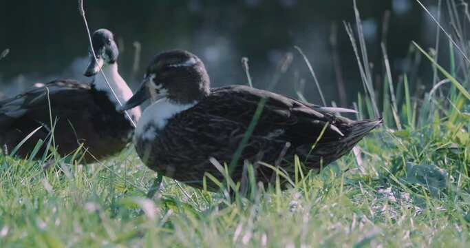 Duck walking with in the grass green