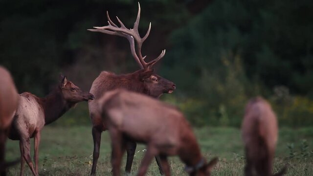 Huge Bull Elk Video Clip in 4K