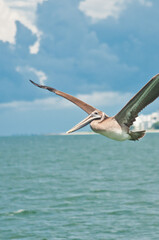 Fototapeta na wymiar front view, medium distance of a brown pelican flying over a tropical beach on gulf of Mexico, on a cloudy day