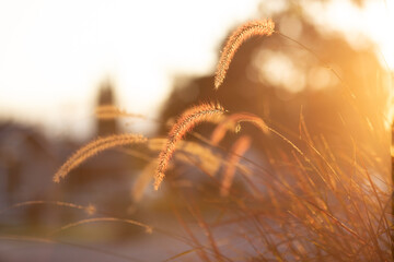 Feather grass during sunset