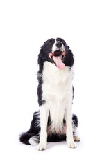 portrait d'un chien mâle de race Border Collie assis sur fond isolé blanc 
