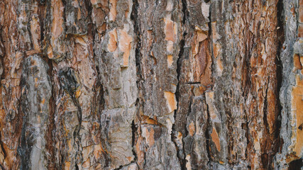 Natural Wooden background Texture
