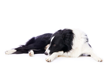 Fototapeta premium portrait d'un chien mâle de race Border Collie couché sur fond isolé blanc 