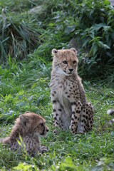 Naklejka na ściany i meble Young cheetahs resting in the grass
