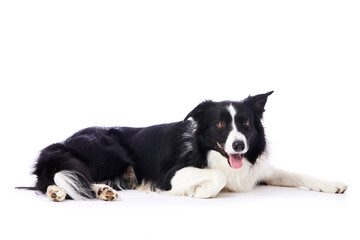 portrait d'un chien mâle de race Border Collie couché sur fond isolé blanc 
