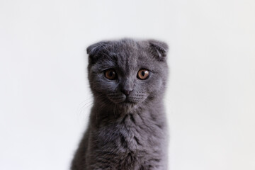 Gray Scottish Fold kitten on a white background