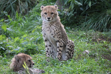 Young cheetahs resting in the grass