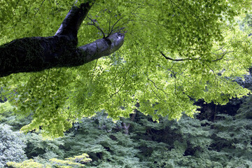 箕面国定公園明治の森