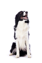 portrait d'un chien mâle de race Border Collie assis sur fond isolé blanc 