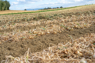  Field with ripe onions for harvest. Productivity of French farmers.