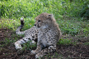 A young cheetah lying in the grass