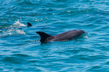 Obraz premium Pair of dolphins in Bay of Islands, New Zealand
