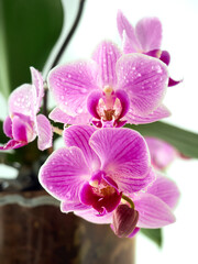 Naklejka na ściany i meble Beautiful tropical orchid flower in pot.