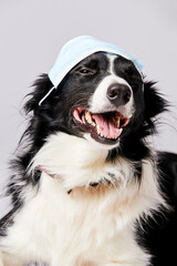 portrait d'un chien mâle de race Border Collie portant un masque de protection médical coronavirus sur fond isolé blanc 