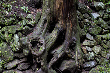 箕面国定公園の古木の大きい根