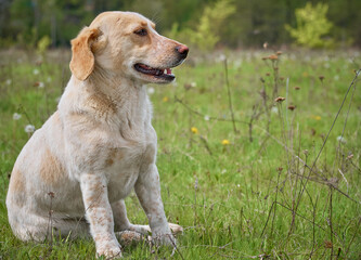 Village dog on the field.