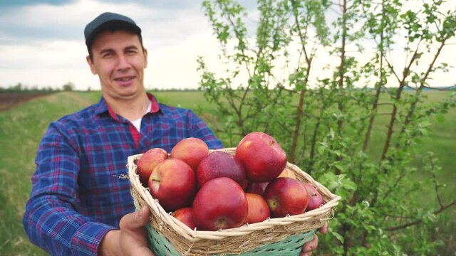 farmer red man neck picks apples in a basket harvesting in the garden. agriculture business concept. smart farming harvesting. farmer holds out a basket with apples lifestyle shows the harvest