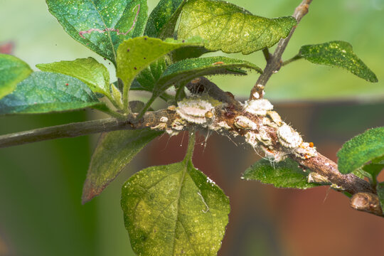 Cochenilles farineuses sur branche 